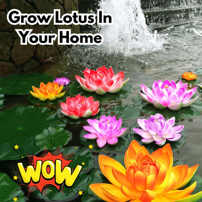 Hybrid Japanese Bonsai Lotus Seeds - 🔥FLAT 50% OFF SALE🔥